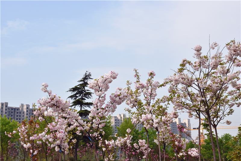 葛天源櫻花怒放