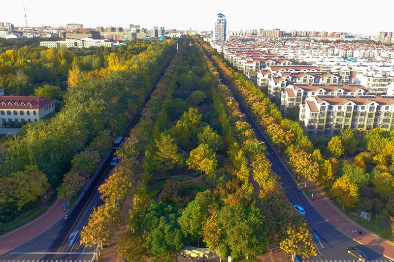 最美櫻花大道——華夏南路