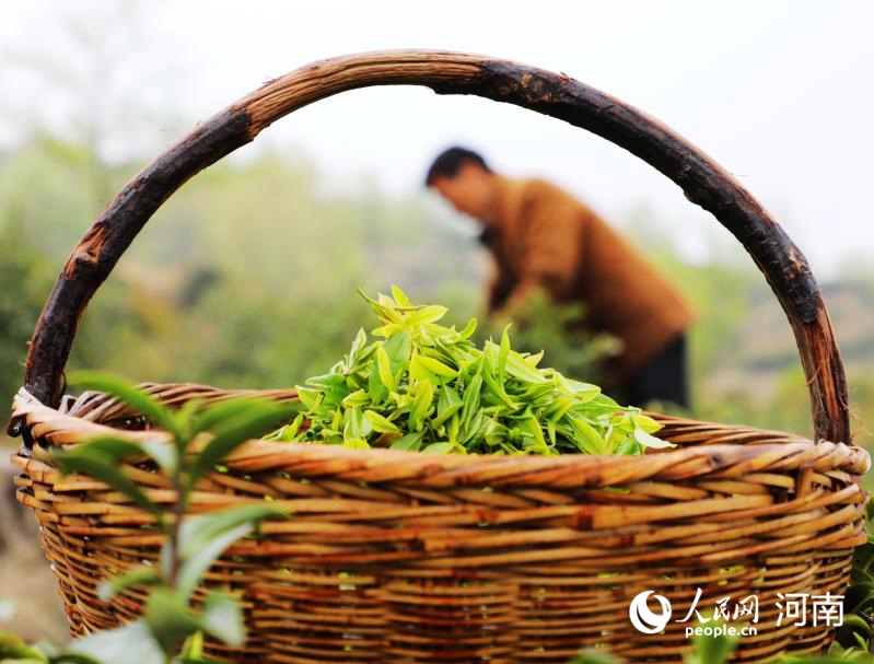 內鄉：“云上”茶園致富忙