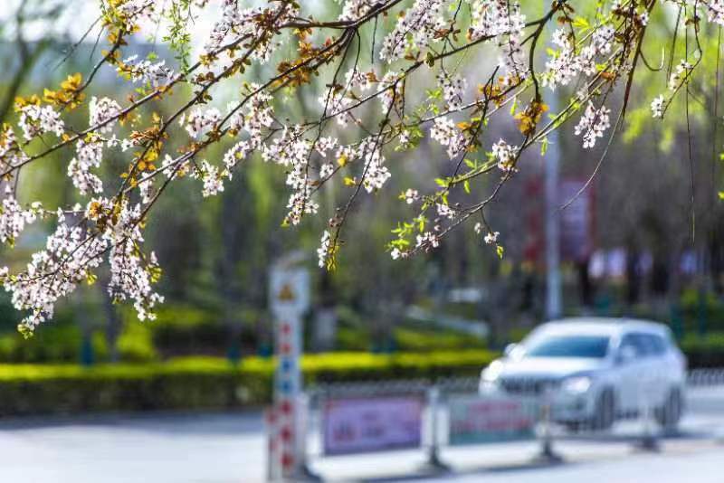 萬(wàn)花一笑盡傾城