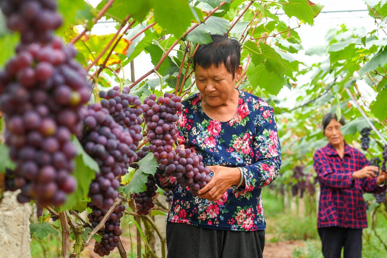 河南社旗：葡萄豐收香滿(mǎn)園