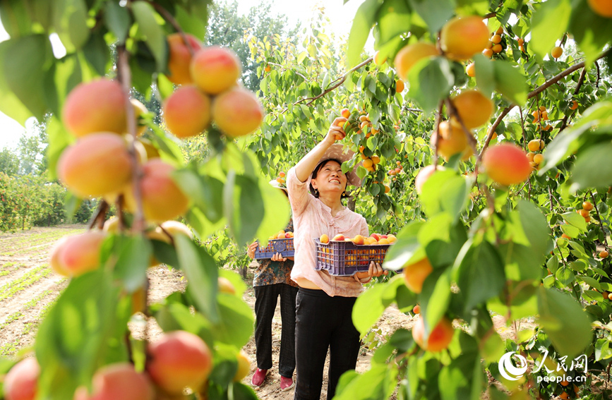 村民在大杏種植園采摘大杏進(jìn)行外銷(xiāo)。人民網(wǎng) 霍亞平攝