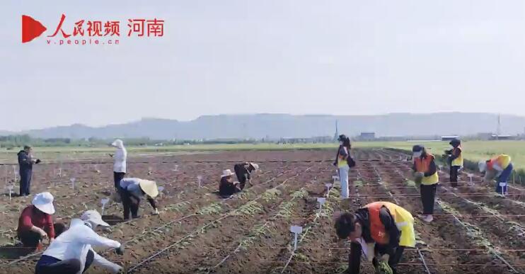 河南科技小院聚智助力鄉村振興